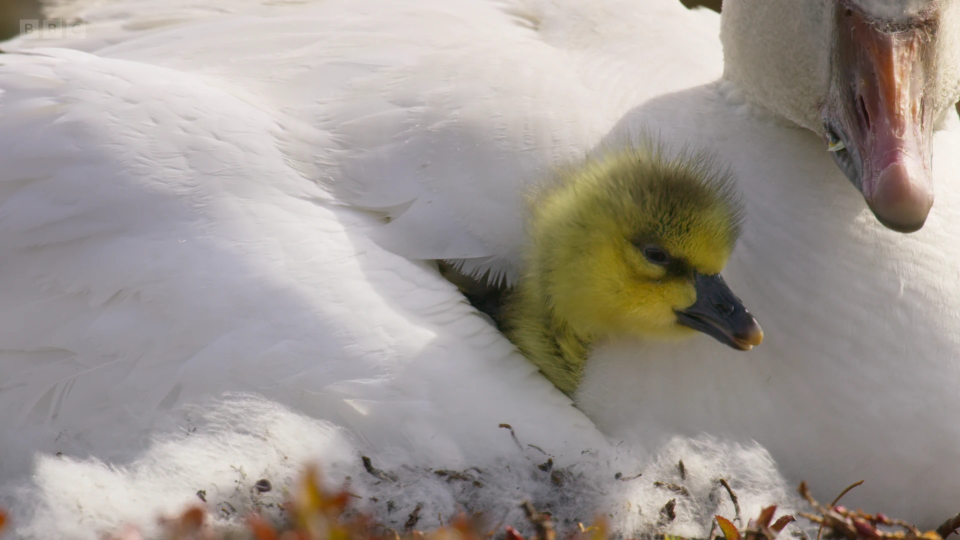 Lesser snow goose (Anser caerulescens caerulescens) as shown in A Perfect Planet - The Sun